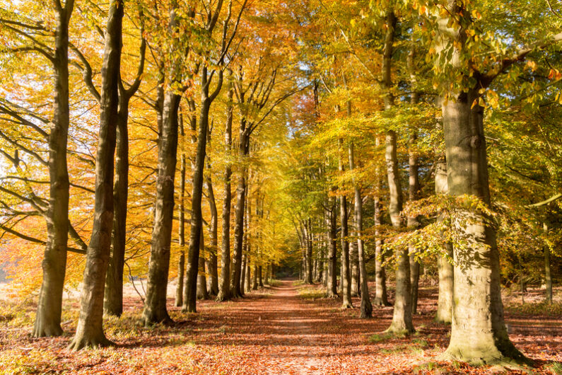 Herfst 2025